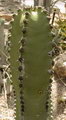 افوربیا کانارنسیس